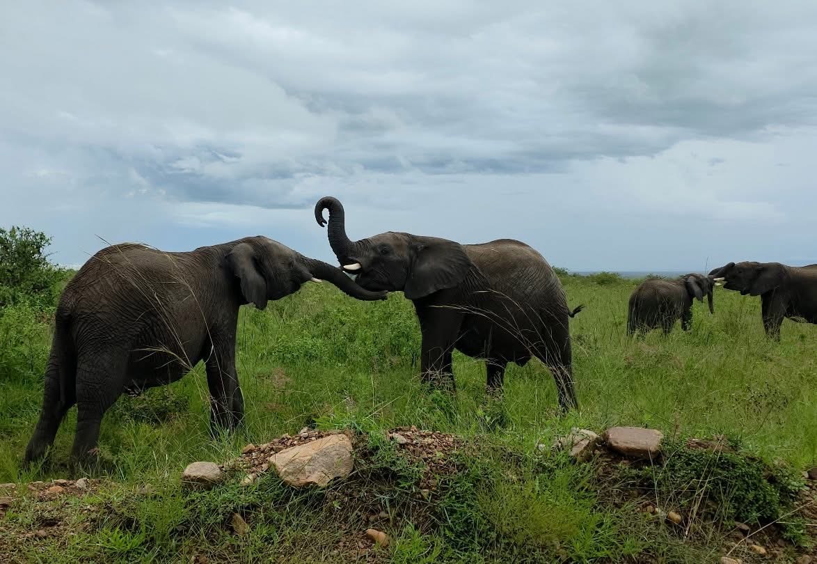 Why Ol Pejeta Conservancy Is One of Kenya's Best Safari Destinations for Families